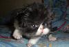 Превью Очаровательный мальчик-перс Санкт-Петербург - 1