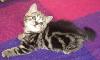Страйт-яркая мраморная кошечка превью 159607.