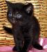 Британские котята черного окраса.Питомник превью 159873.