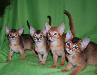 Продажа абиссинских котят превью 160294.