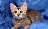 Веселая кошечка Арабика ищет дом, возраст 3 месяца превью 162348.