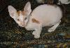 Превью Котята корниш рекс Ярославль - 1