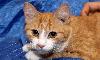 Нежная миниатюрная Асенька - кошка-огонек превью 160321.