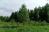 Участок 10 соток не далеко от Рощино превью 163943.