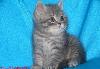 Британский котик, окрас голубой мрамор превью 164155.