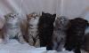 Шотландские котята превью 164438.