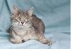 Дымок - пушистенький чудо-котик (7 мес.) в добрые превью 164792.