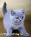 Британские  чистопородные котята превью 164855.