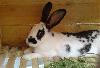 Кролики превью 160530.