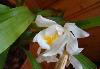 Превью Coelogyne cristata цветущая Санкт-Петербург - 1
