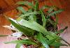 Превью Coelogyne cristata цветущая Санкт-Петербург - 2