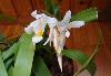 Превью Coelogyne cristata цветущая Санкт-Петербург - 3