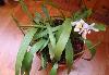 Превью Coelogyne cristata цветущая Санкт-Петербург - 4
