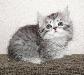Серебристые котята полу-персы превью 169915.