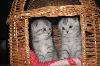 Превью Элитные шотландские котята 2 мес Иваново - 3