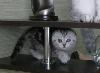 Превью Элитные шотландские вислоухие котята 2 мес Кострома - 4