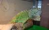 Ручные ящерицыигуана,хамелеон,бородатая агама,вар превью 171258.