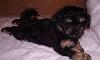 Продаются щенки Русской цветной болонки превью 171713.