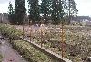Превью Шикарный участок с домом (30 сот) Санкт-Петербург - 1