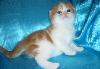 Превью Шотландские котята Москва - 4
