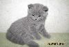 Британские прямоухие  котятки превью 172432.
