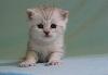 Плюшевые британские серебристые  котята превью 172659.