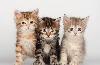 Сибирские котята  золотых и серебристых окрасов превью 174891.