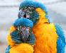 Птенцы  Попугаев  из питомников Европы превью 175297.
