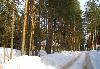 Превью Мельничный Ручей,участок ижс-30сот.сосны Всеволожск - 3