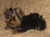 Превью Йоркширский терьер мальчик РКФ Москва - 1
