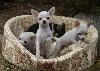 Превью Чихуахуа очаровательные блондинки и пацан Москва - 2