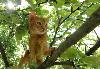 Превью Раскошный котик Москва - 1