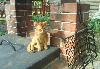 Превью Раскошный котик Москва - 2