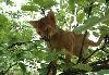 Превью Раскошный котик Москва - 3