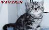 Превью Британские клубные котята  из питомника vivian Москва - 1