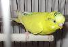 Волнистый попугай превью 185265.