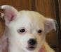 Чихуахуа  продаются щенки превью 185365.