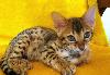 Бенгальские кошечки превью 186837.