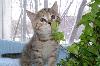 Шотландские котята2мессеребро,вискас  и др превью 187118.