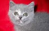 Британские  котята превью 188480.