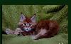 Котята мейн кун от питомника Talkingcats превью 189594.