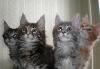 Котята мейн кун превью 190079.