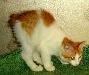 Превью Котенок-курильченок Москва - 1