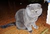 Шотланский  вислоухий  кот.вязка превью 192060.
