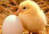 Бройлерных цыплят превью 192292.