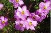 Превью Экзотические кислицы (Oxalis) Москва - 2