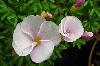 Превью Экзотические кислицы (Oxalis) Москва - 3