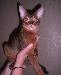 Абиссинский котик дикого окраса превью 190660.