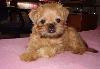 Превью Супер щенок Брюссельского гриффона Москва - 1