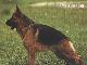 Превью Немецкие овчарки щенки от Мультичемпиона Москва - 4